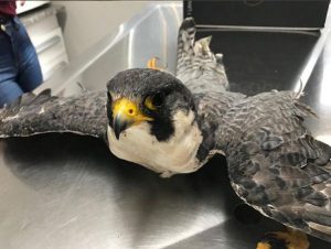 Falcão Peregrino resgatado e salvo pela Clinica Vet Life